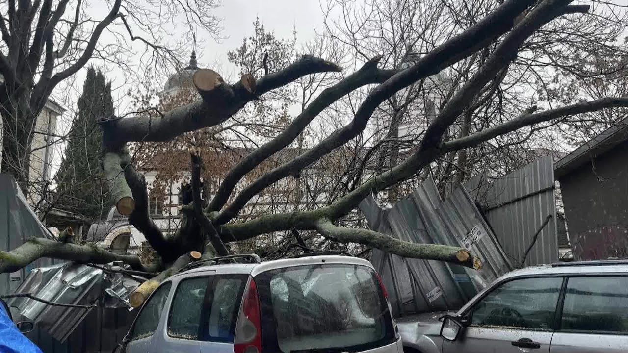Падналото дърво е било в имот на Митрополията