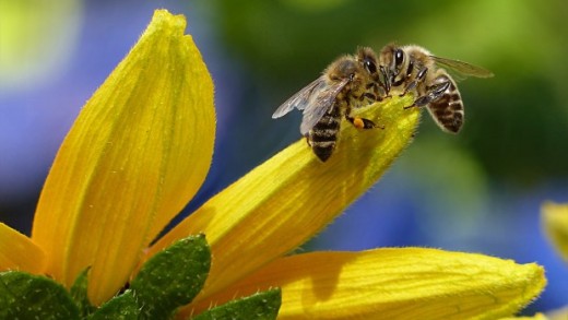 bee-1575236_1920-620x400c
