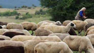 Стартира приемът на заявления за помощта de minimis за животновъди Стартира приемът на заявления за помощта de minimis за животновъди